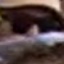 Face f_55591_55