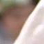 Face f_511981_16