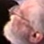 Face f_1134031_4