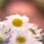 Face f_1149871_17
