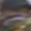 Face f_1176931_263