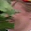Face f_1276711_6