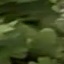 Face f_1277821_9