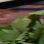 Face f_1279321_21