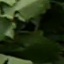Face f_1280431_25