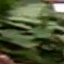Face f_1284121_13