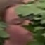 Face f_1284721_14