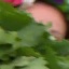 Face f_1286791_8