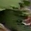 Face f_1293031_11