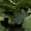 Face f_1293091_13