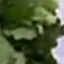 Face f_1293421_13