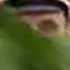 Face f_1293871_14