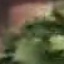 Face f_1293931_17