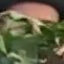 Face f_1294681_18