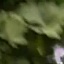 Face f_1295221_13