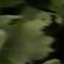 Face f_1295581_7