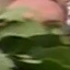 Face f_1295701_13