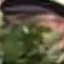 Face f_1297501_11
