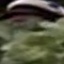 Face f_1298911_9