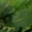 Face f_1304761_21