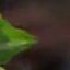 Face f_1304881_16