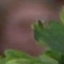Face f_1305211_32