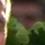 Face f_1305241_28