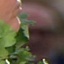 Face f_1305391_19