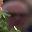 Face f_1305511_1