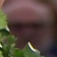 Face f_1305691_1
