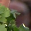Face f_1305751_12