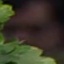 Face f_1306441_2