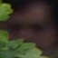 Face f_1306471_3