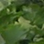Face f_1309951_28