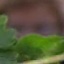 Face f_1313071_16