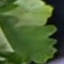 Face f_1313071_26