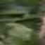 Face f_1323181_8