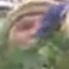 Face f_1323421_7