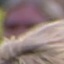 Face f_1330681_20
