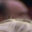 Face f_1331311_15